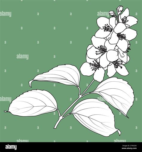 Illustration botanique d'un Philadelphus coronarius en fleurs