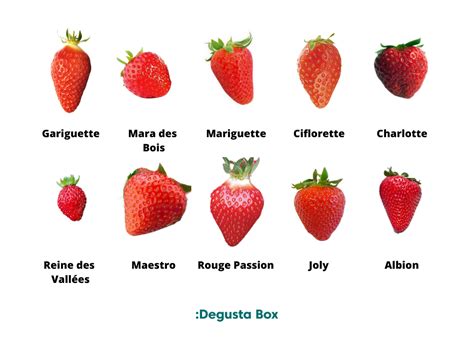 Schéma comparatif des ports et tailles des différentes variétés de seringats