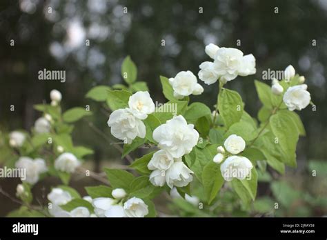 Macro d'une fleur de Philadelphus avec des gouttes de rosée