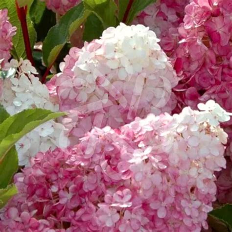 Gros plan sur les fleurs d'Hortensia 'Vanille Fraise' montrant le passage du blanc au rose