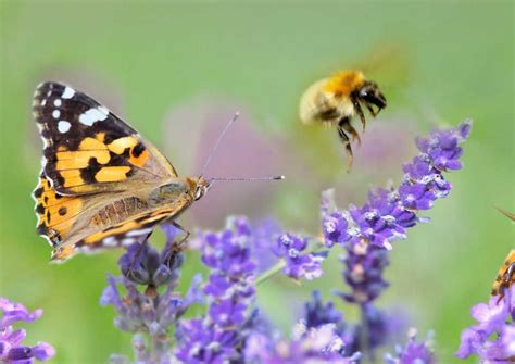 Illustration d'abeilles et de papillons butinant des fleurs d'hortensia