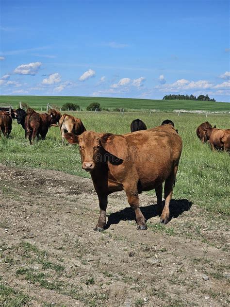 Un troupeau d'alpagas broutant dans une prairie vallonnée