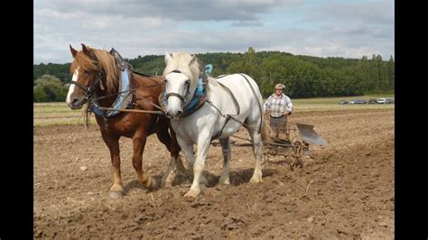 Scène de ferme traditionnelle avec des chevaux de trait et des travaux de labour