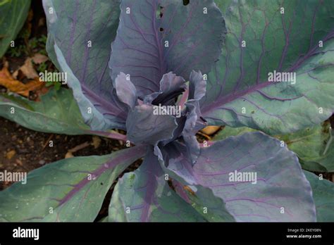 Gros plan sur des feuilles de chou rouge aux couleurs vives
