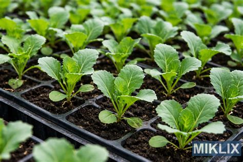Planche de semis de jeunes plants de chou rouge sous abri