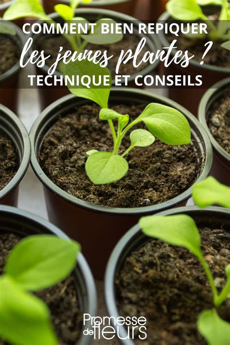 Schéma de repiquage et soins des jeunes plants de piment