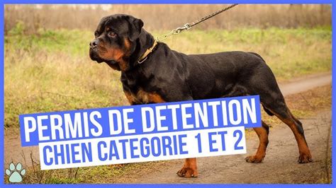 Infographie rappelant les documents nécessaires pour le permis de détention d'un chien catégorisé