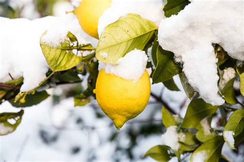 Schéma explicatif des besoins en lumière, eau et température d'un citronnier en hiver