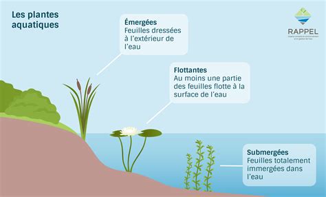 Plantes coupées et enracinées dans de l'eau