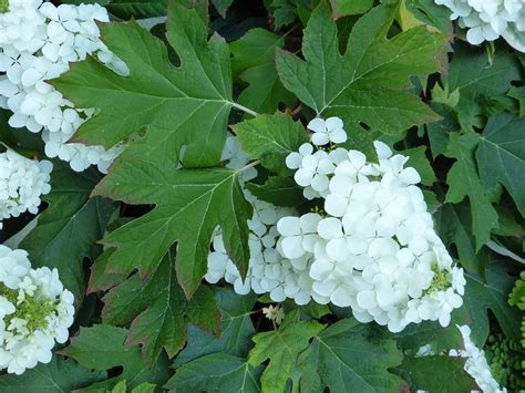Photographie des feuilles lobées caractéristiques de l'Hydrangea quercifolia