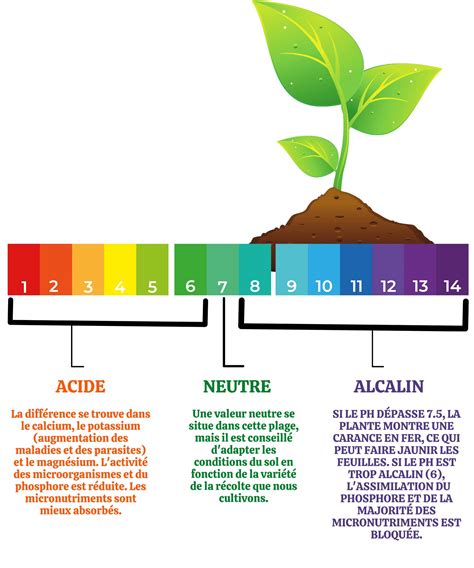 Graphique montrant l'influence du pH du sol sur l'absorption des nutriments chez l'Hydrangea