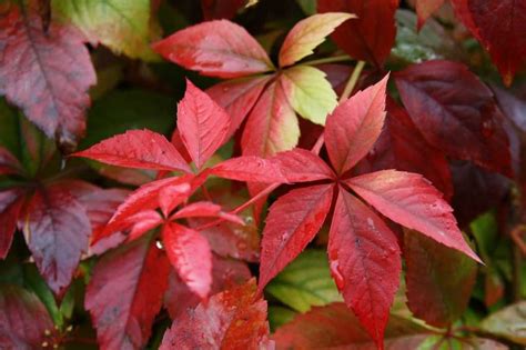 Vigne vierge aux couleurs d'automne