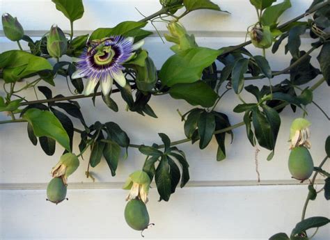 Fleurs spectaculaires de Passiflora caerulea
