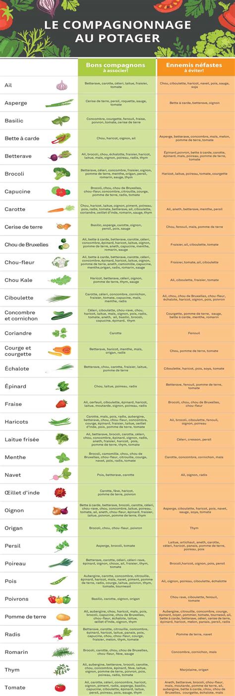 Schéma illustrant le compagnonnage des plantes au potager