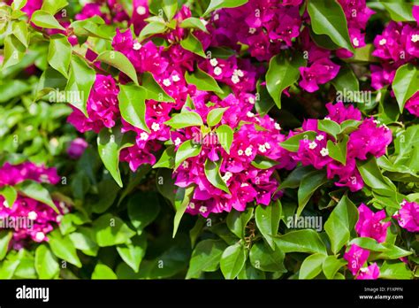 Un bouquet de bougainvilliers en fleurs sous un ciel ensoleillé