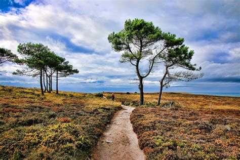 Paysage de landes bretonnes avec présence d'ajoncs