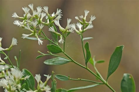 Schéma de propagation des graines du Baccharis halimifolia