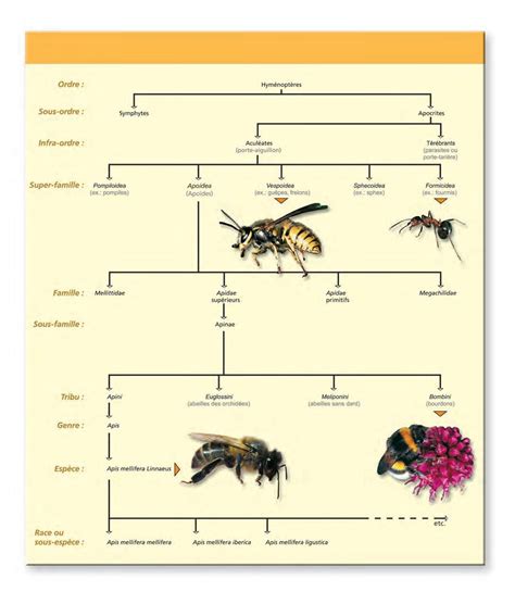 Comparaison morphologique des trois espèces d'ajonc breton