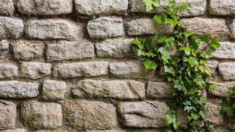 Lierre envahissant un mur de pierre
