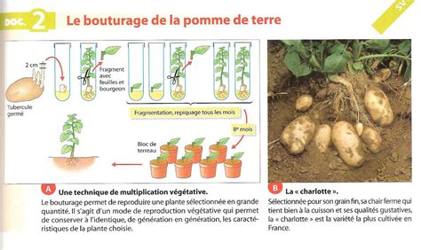Bouturage dans pomme de terre