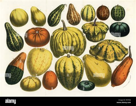 Illustration de diverses courges (Cucurbita pepo, maxima, moschata)