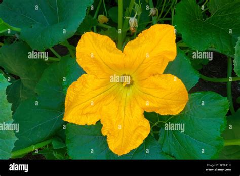 Gros plan sur une fleur mâle de courge avec ses étamines