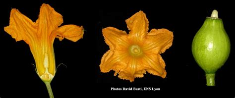 Gros plan sur une fleur femelle de courge avec son ovaire visible