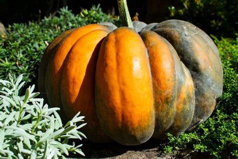 Image d'une courge marquée avec un lien, en train de mûrir sur le plant