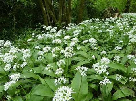 Ail des ours en sous-bois