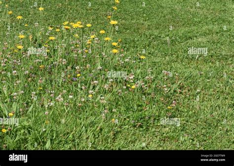 Des fleurs sauvages poussant dans une pelouse laissée plus haute