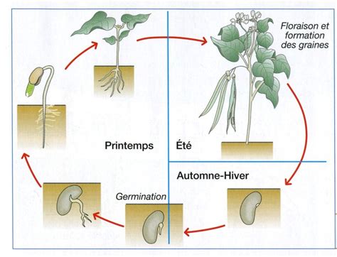 Schéma du cycle de vie du lierre, de la germination à la floraison