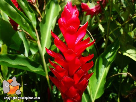 Plantes tropicales typiques de Guadeloupe