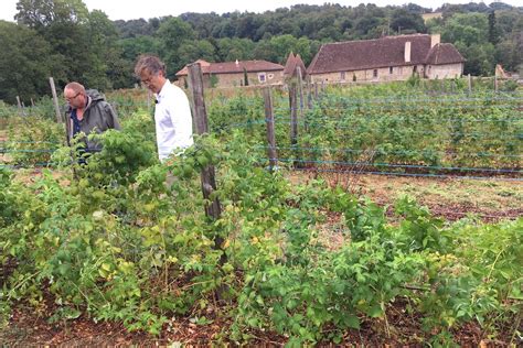 Différentes variétés de framboises au Château de Losmonerie