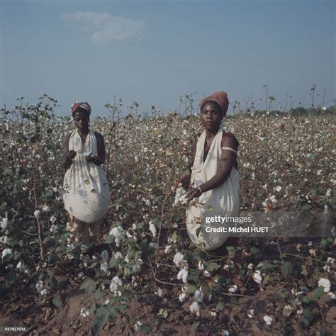 Plantation de coton