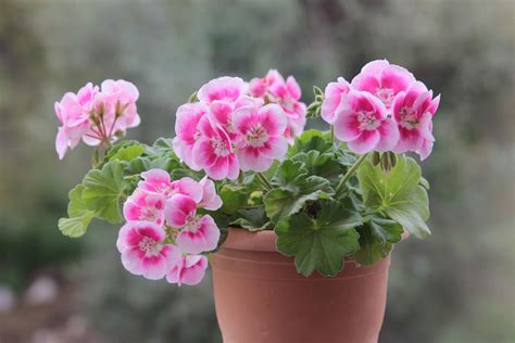 Gelée de géranium rosat dans un pot avec des fleurs de géranium