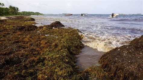 Sargasses échouées sur une plage