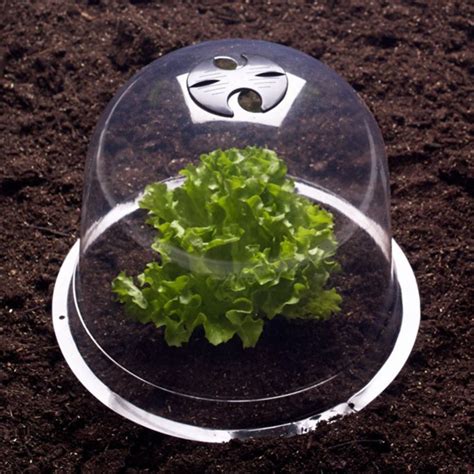 Cloche de protection au-dessus de jeunes plants de salade