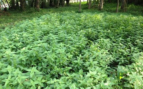 Champ d'orties sauvages