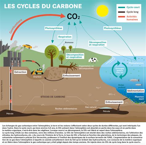 Illustration du cycle du carbone dans le sol enrichi en BRF