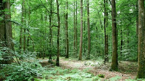 Diagramme comparatif des compositions chimiques de différentes essences d'arbres pour le BRF