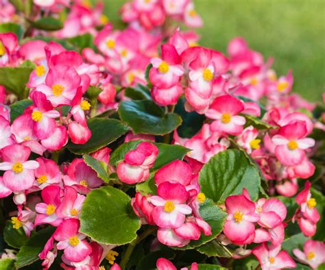 Diversité des feuilles et des fleurs de bégonia