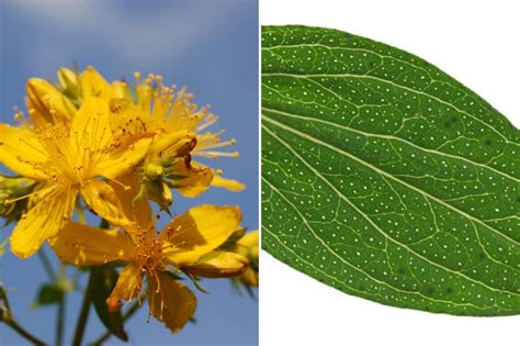 Feuilles de millepertuis atteintes de rouille