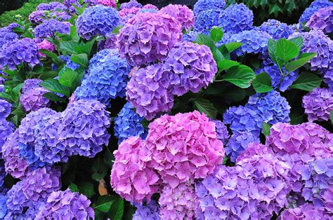 Hortensia en fleurs