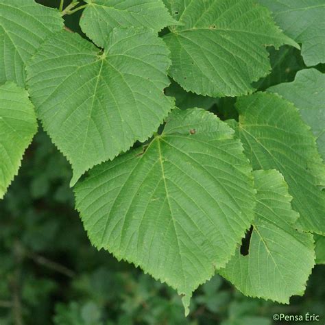 Comparaison des feuilles de noisetier et de tilleul