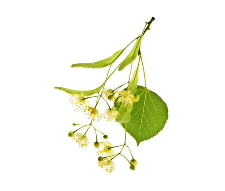 Fleurs et bractée de tilleul