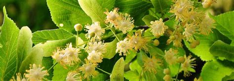 Tilleul en fleur, attirant les abeilles