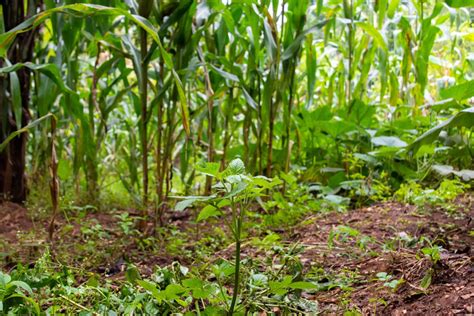Forêt en cours de reboisement avec jeunes pousses