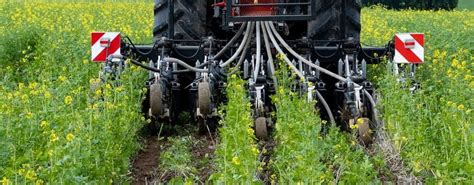 Semis direct de chênes avec tubes de protection