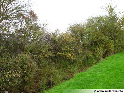 Exemple de haie bocagère dans un paysage agricole