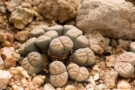 Photo macro d'un Lithops se confondant avec des cailloux naturels